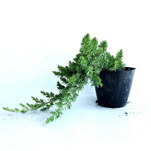 Amazon.co.jp: 【10本セット】ブルーパシフィック / 15cmポット ぶるー