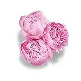 Floral, Peony 3 Stem