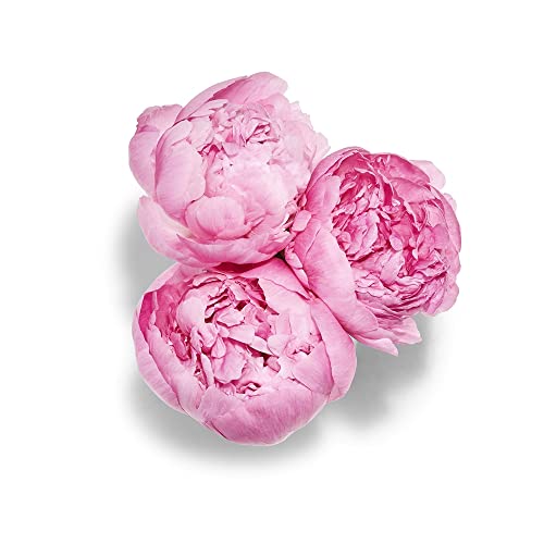 Floral Peony 3 Stem