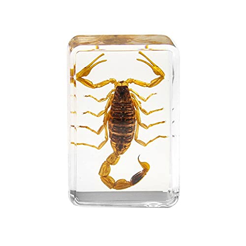 Kaikso-In Real Bugs Insect Resin Specimen, Real Scorpion Insect Artificial Amber Resin Specimen Science Classroom Taxidermy for Science Education