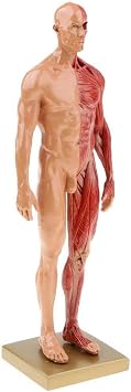Human muscles and bones, human anatomy model skeleton - female and male suitable for school learning courses2