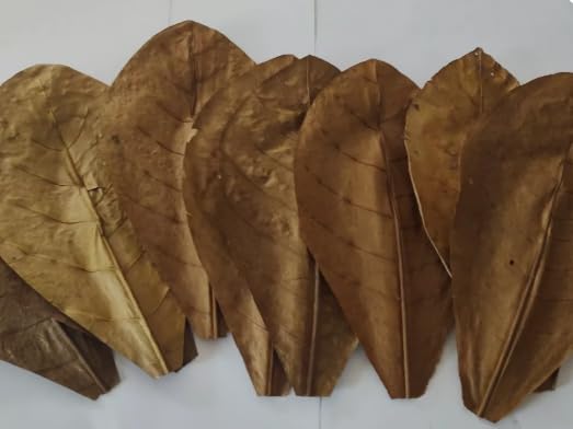 Large Catappa Indian Almond Leaves for Betta Fish Tank Water Treatment, Catappa Leaves Reduce Stress, Heal Wounds, Prevent Fungus, Shrimp Aquarium, Lowers pH (200)