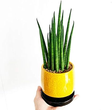 Amazon Co Jp サンスベリア 育てやすい お手入れかんたん サンライトイエローの陶器鉢植え 卓上サイズ 観葉植物 本物 サンセベリア バキュラリス ミカド 黄色 Diy 工具 ガーデン Amazon Co Jp サンスベリア 育てやすい お手入れかんたん サンライトイエローの陶器鉢植え 卓上サイズ 観葉植物 本物 サンセベリア バキュラリス ミカド 黄色 Diy 工具 ガーデン