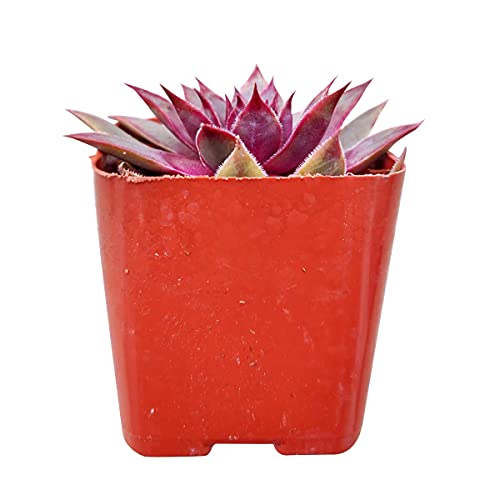 Sempervivum Red Lion 2 Inch - Healthy Succulent Sempervivum Live Easy Care Indoor House Plant, Fully Rooted In 2/4/6 Inch Sizes #TOP2