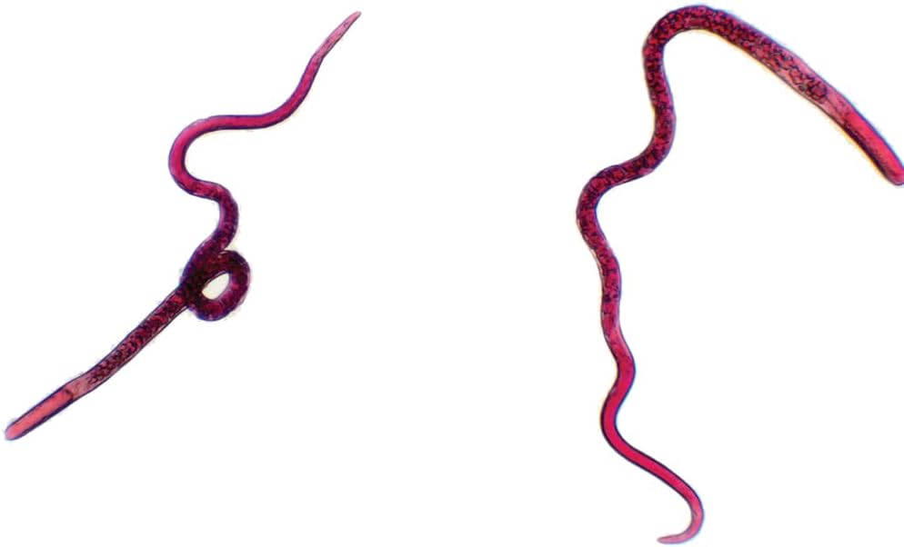 10-Set Prepared Parasitology Microscope Slides for Medical Education