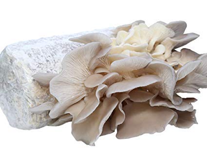 Buy Grey Oyster Mushroom Grow Kit For 10 Bags Biobritte Agro Online At Low Prices In India Amazon In
