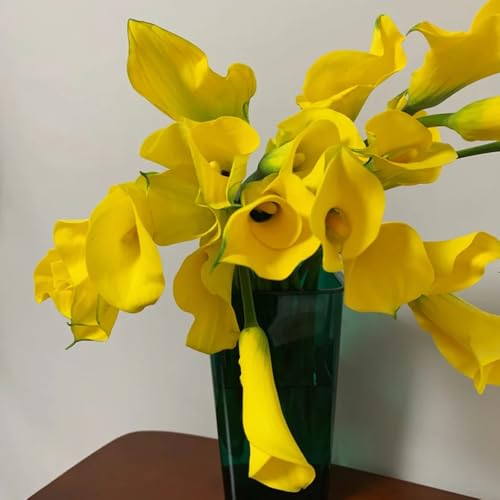 Los bulbos de cala son plantas perennes resistentes flores decorativas, plantas en macetas reales bulbos de alcatraces pradera floreciente perenne cobertura del suelo, planta perenne 8pcs