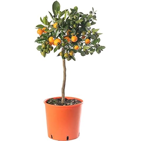 Indoor Citrus Trees Collection by GardenersDream Cover