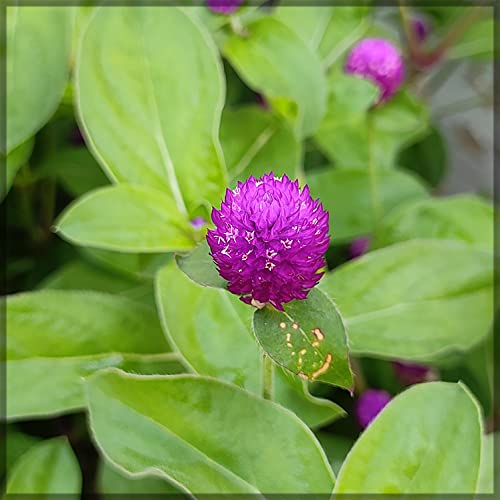 Gomphrena Purple Flower Seeds / Gomphrena globosa / Vaada Malli (Pack of 50+ Seeds) - Our Seeds (B09JGMB9YK) Amazon Price History, Amazon Price Tracker
