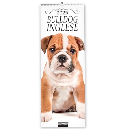 Bulldog inglese. Calendario 2025. Long