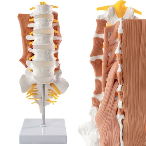 Human Lumbar Spine Anatomy Model with Muscles Sacrum & Intervertebral Discs