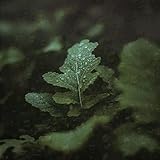 Soft rainy day