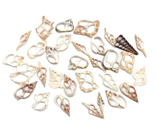 PEPPERLONELY 30PC Center Cut Assorted Mixed Small Sea Shells, 1 Inch ~ 1-1/2 Inch