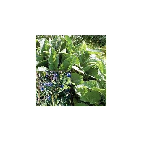 Comfrey Cover