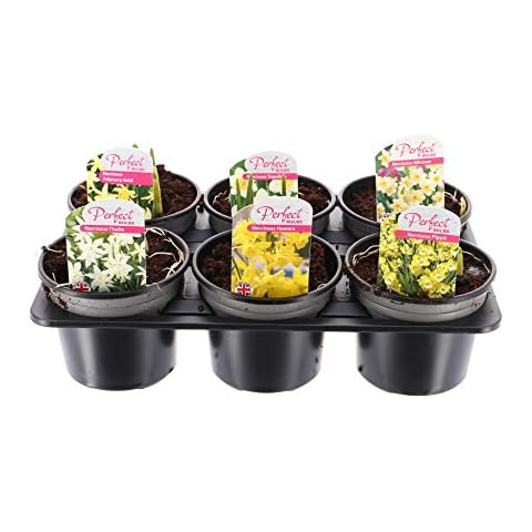 Narcissus Daffodil Collection in Pots Cover