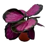 BubbleBlooms Calathea Rosie, in 4 inch Pot, Pink Picturata, Hot Pink Roseopicta, Rosey Pink Star, Rosy Prayer Plant