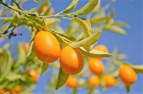 2 Feet Nagami Kumquat Tree Live Plant, Grafted Kumquat Tree Live, Live Kumquat Plant, Perennial Fruit Tree, Large Sweet Fruit Kumquat Tree, Potted, Can't Ship to CA 2 Feet Nagami Kumquat Tree Live Plant, Grafted Kumquat Tree Live, Live Kumquat Plant, Perennial Fruit Tree, Large Sweet Fruit Kumquat Tree, Potted, Can't Ship to CA