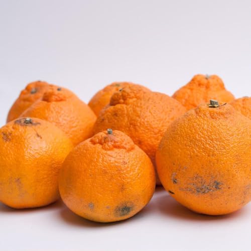 [先行予約]家庭用 不知火7.5kg+250g(傷み補償分)[デコポンと同品種][わけあり・訳あり]