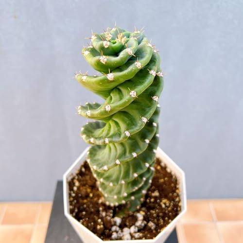 �Z���E�X �X�s�����X �T�{�e�� 5�� �Q���� �ϗt�A�� �h���C�K�[�f��