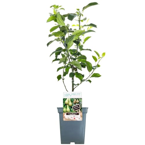 Duo Pear Patio Fruit Tree | Conference & Doyenné du Comice Pears | 2-3ft Trees