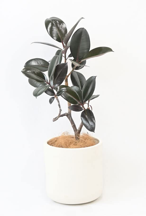 Amazon.co.jp: 観葉植物 本物 フィカス・バーガンディ 6号鉢 曲がり樹