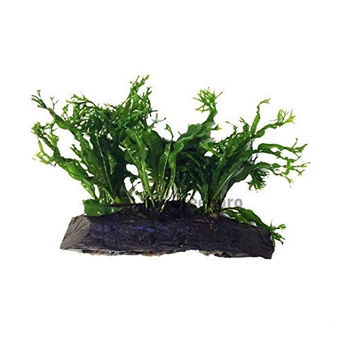 Microsorum Pteropus"Windelov" Java Fern Lace Live Aquarium Plant on Driftwood for Freshwater Aquatic Fish Tank by greenpro