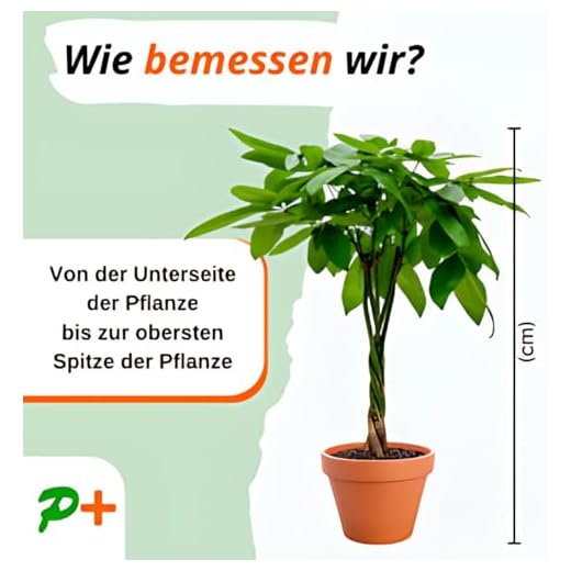 7er-Pflanzen-Set “Tierfreund”, +/- 30-60cm, ø 12-15cm Topf, Bergpalme, Glückskastanie, Bananenpflanze, Korbmarante, Goldfruchtpalme, Grünlilie, Katzengras, Ungiftig & Tierfreundlich