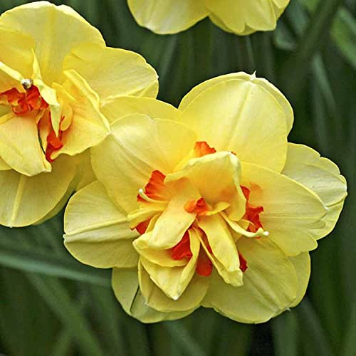 See full amazon price history chart for Udanta ® | Daffodil yellow best for indian climant | pack of 5 flower bulbs Udanta ® | Daffodil yellow best for indian climant | pack of 5 flower bulbs (B09N6H3NPK) Amazon Price History, Amazon Price Tracker