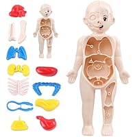 Modelo de Cuerpo Humano para niños 7x4 Modelo de anatomía