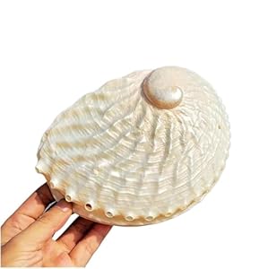 Chaasdeom Abalone-Muschel 15-16 cm poliert