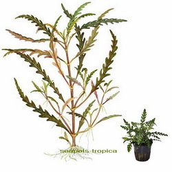Hygrophila pinnatifida