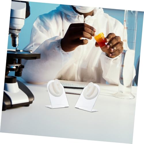 Modèle d'oreille Baluue en silicone pour simulation médicale - 4