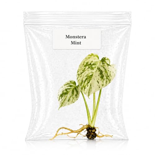 Rare Monstera Mint Tissue Culture Live Starter Plant Variegated Plants Live Houseplants Exotic Live Plants for Indoor Decor Perfect for Collectors and Beginner Houseplant Lovers