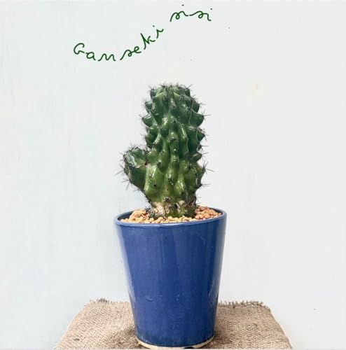 柱サボテン 鬼面角」の人気商品一覧 | 安い商品を通販サイトから探す