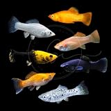 Swimming Creatures™ 4 Assorted Color Molly Live Freshwater Aquarium Fish – Colorful Mixed Variety – Randomly Selected Colors – Live Arrival Guarantee