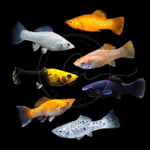 Swimming Creatures Molly Fish, Assorted Colors, 1-1.5