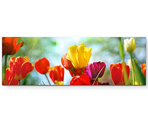 Paul Sinus Art Leinwandbilder | Bilder Leinwand 120x40cm bunte Tulpen im Sonnenschein Paul Sinus Art Leinwandbilder | Bilder Leinwand 120x40cm bunte Tulpen im Sonnenschein