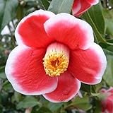 花木 ツバキ 茶花系一重 玉の浦 1株 / 国華園 25年秋商品