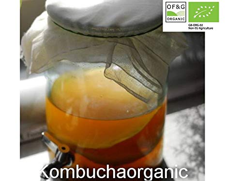 The Best Quality in Europe Beautiful Kombucha XL Scoby Starter Tea kombucza Probiotic Detox