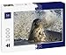 Lais Puzzle Phoque Gris, Donna Nook, Lincolnshire, Angleterre 1000 Pièces