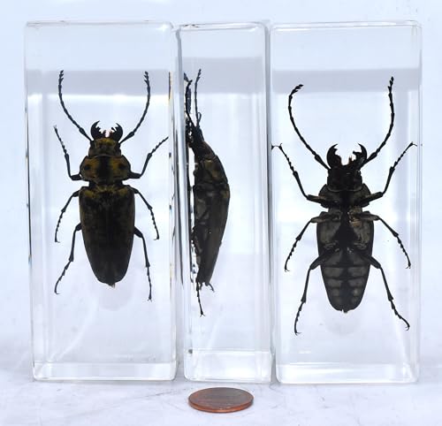 Image of 4.3 inch Real Trictenotomid Beetle in Crystal Clear Lucite Resin Specimen Preserved Large Trictenotoma Davidi Deyrolle Insect Paperweight Taxidermy Collection for Biology Science Education Display