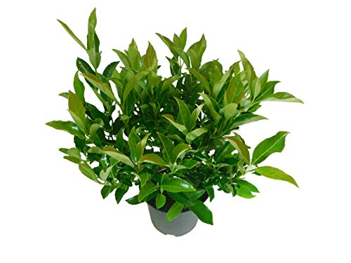 Shrub Chindo Viburnum, 2.25 Gal, Green #TOP2