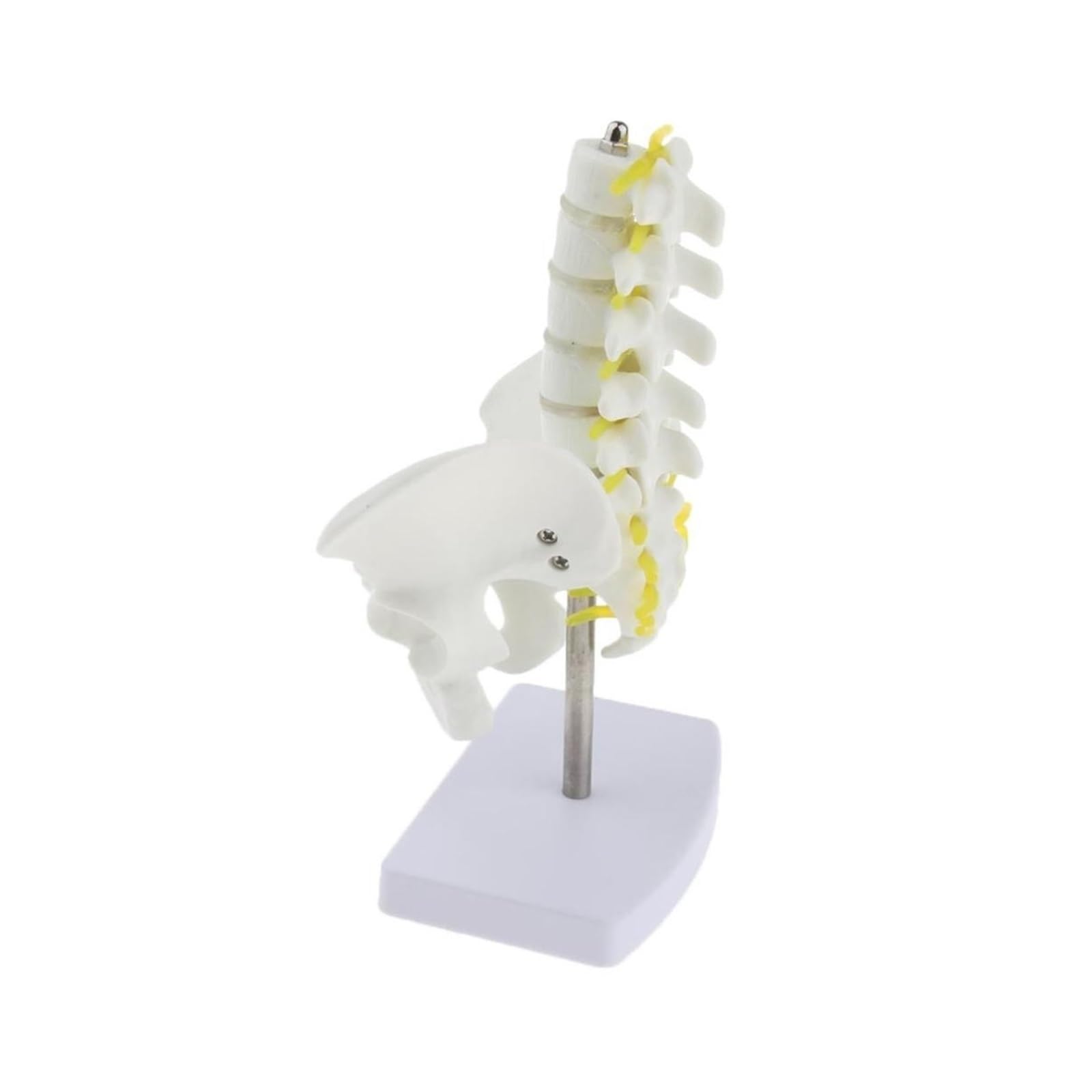 Mini miednica ludzka z 5 kręgami lędźwiowymi szkielet anatomiczny Model medyczne materiały dla studentów