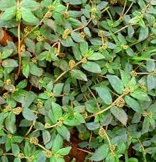 Euphorbia hirta (அம்மான் பச்சை அரிசி) medicine herb live plant (B09ZJ86R68) Amazon Price History, Amazon Price Tracker