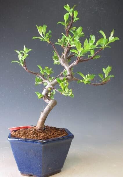 Amazon 実付き 深山カイドウ ミヤマカイドウ 曲付き の鉢植え盆栽 観葉植物 オンライン通販