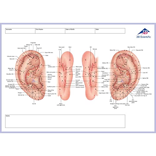 3B Scientific Akupunktur-Meridian-Notizblock, Englisch