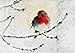 English Robin in Winter Deluxe Boxed Holiday Cards (Christmas Cards, Greeting Cards)