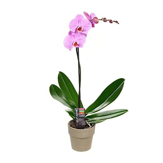 Purple Orchid Plant in 5" Pot