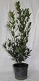 arbol laurel de la india precio Disponemos de todo tipo de plantas aromáticas