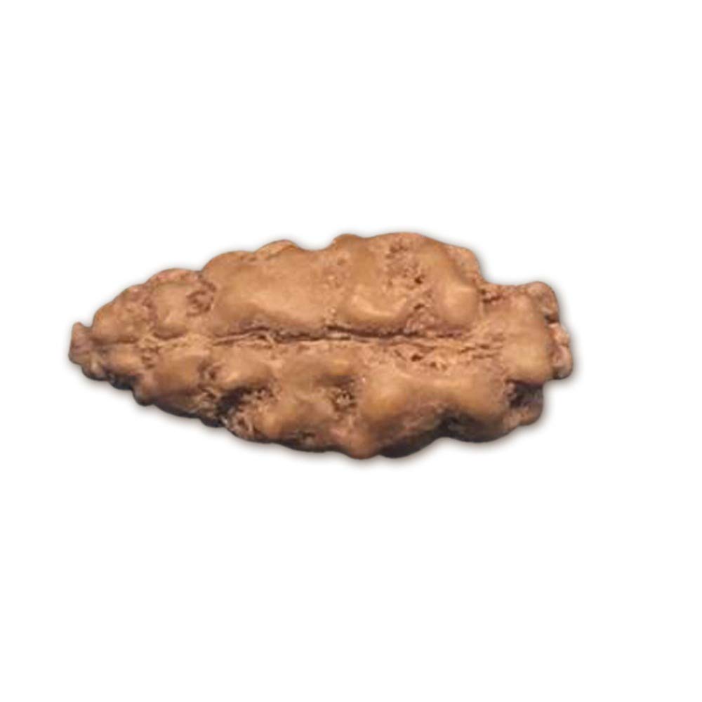 Rudraksha 1 Mukhi indonésien authentique, graine naturelle de 10 mm